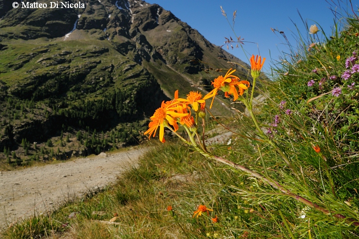 un po'' di flora dal Gavia